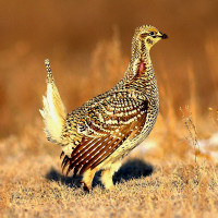 Sharp-tailed Grouse